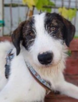 Wer schenkt Jax ein Zuhause ? - München