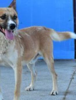 Vorsichtiger Coju sucht sein Körbchen - München