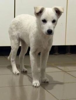 PETERCHEN - zuckersüßer Welpenjunge - Kallmünz