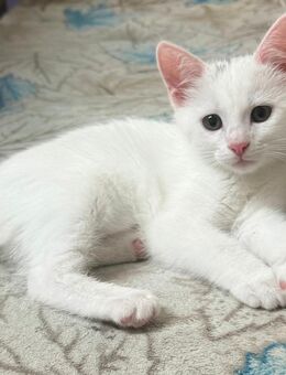 BKH-Angora Mix Kitten Weiß - Wehingen