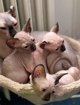 Süße sphynx Kitten - Verden (Aller)