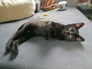 Bkh Mix kitten - Jüchen