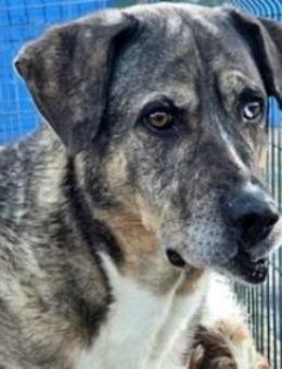 BUNNY - Bube mit sanftem Wesen! - Sulzbach-Laufen