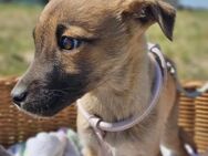 Zuckersüße kleine Susi sucht ihr Zuhause - Mannheim
