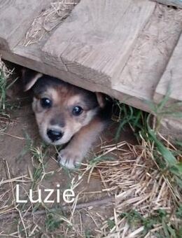Luzie - kleine Kämpferin m.großem Herz - Idstein
