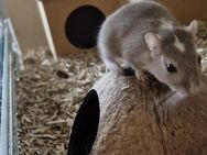 Rennmaus, Gerbil - Erzhausen