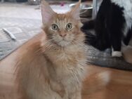 Wunderschöner roter XXL Maine coon Kater - Cottbus