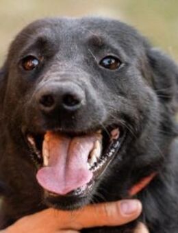 CHUNA💖liebenswerte Schmusepfote - Hamburg