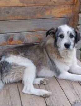 Puschel unser Opa - Sindelfingen