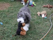 Welpen Bearded Collie wir sind Bereit für die Welt - Nöda