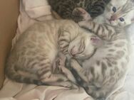 3 Bengal kitten - Frechen