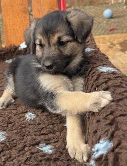 Welpenmädel Jolly 💕 - Laufen