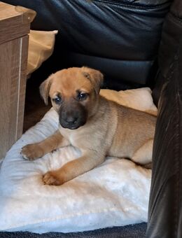 Dogo Canario Mischlingswelpen - Rahden