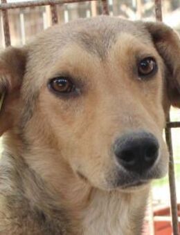 Querido-zarter süßer Schatz 49 cm - Rösrath