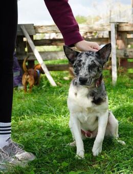 Sajo VA, möchte gerne vertrauen - Rheine