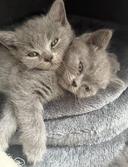 Reinrassige BKH kitten Britisch kurz Haar babys - Sulzbach (Saar)