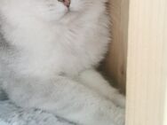 Liebevoller Kater sucht neues Zuhause - Singen (Hohentwiel)