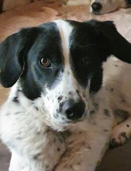 Tara-Bahar hat eine Seele voller Liebe - Mettmann