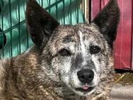 Seniorin LUCY sucht liebevolles Zuhause - Neuberg