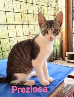 Preziosa, vier Geschwister auf Heimatsuc - Oberhausen (Rheinland-Pfalz)