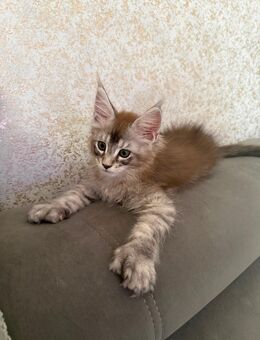 Maine Coon (Poly) - Wil SG