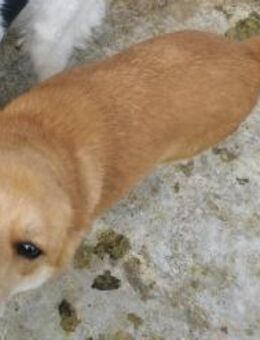 Mona braucht ein nettes Zuhause - Blankenheim (Nordrhein-Westfalen)