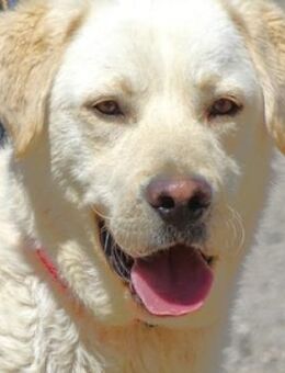 JEFF sucht seine Menschen - Gefrees