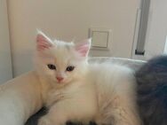 Maine Coon Kitten Kätzchen - Oberhausen (Landkreis Neuburg-Schrobenhausen)