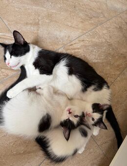🐾 2 zuckersüße Katzenbabys suchen ein liebevolles Zuhause 🐾 - Bergheim (Nordrhein-Westfalen)