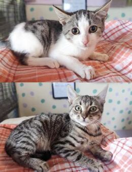 Neyar & Scar aus dem Tierschutz - Grevenbroich