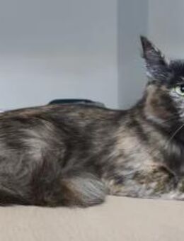 Marimba (mit Gatino)- schön + verspielt - Wilhelmsfeld