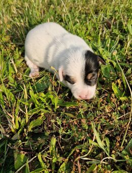 Jack Russel Welpen - Schönfeld (Sachsen)