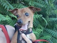 Kiki sucht ein Zuhause - Berlin