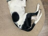 Josie möchte jetzt auch endlich gut ankommen - Voerde (Niederrhein) Zentrum