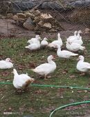 Weiße Warzenenten abzugeben in 99518