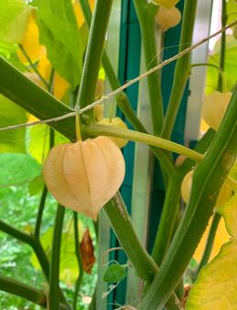Physalis „Little Buddha“ & Feuerbohnen – aus eigenem Hobbygarten - Wilhermsdorf