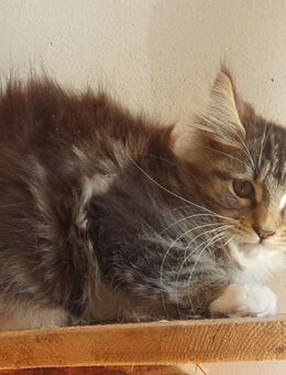 Maine Coon Kitten Schätze - Großmehring