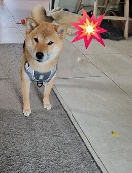 Shiba inu Hündin 4Jahre. 36cm - Möckern Hobeck