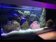 Aquarium Juwel 180l - Schwarzheide