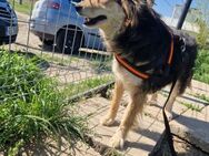 Pepper; lebensfrohe Begleiterin - Geilenkirchen