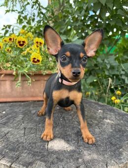 Hundejunge Mike sucht sein Körbchen - Heinsberg