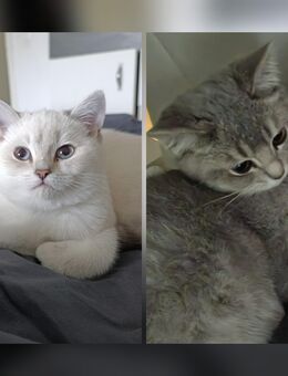 BKH Mix Kitten - Osnabrück