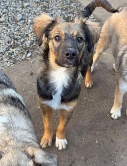 Entdecker Knut - Itzehoe