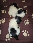 Noch zwei super süße Pekingnese Welpen Rüden in 25862