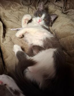 Kater Maine Coon Mix M - Renchen