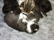 Süße Ekh - Bkh Mix Kitten - Küstriner Vorland