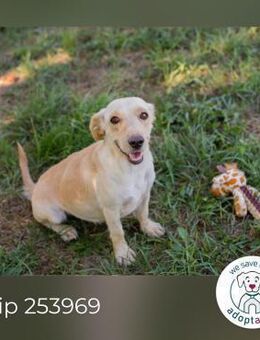 Chip 253969: Sucht ein Zuhause - Kirchzell