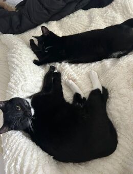 Kätzchen abzugeben - Teltow