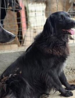 Fetizia - sooo freundlich - Dreikirchen