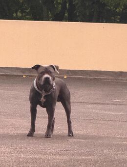 American staffordshireterrier - Bietigheim-Bissingen